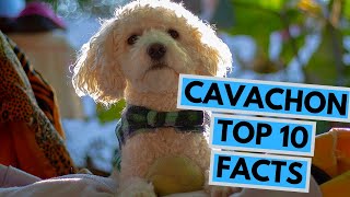 Cavachon  TOP 10 Interesting Facts [upl. by Amihsat116]