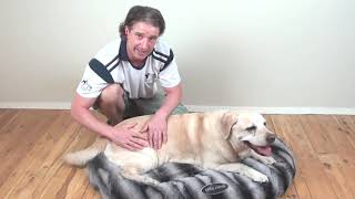 3 Simple Massage Techniques For Senior Dogs amp Dogs With Arthritis [upl. by Grete]