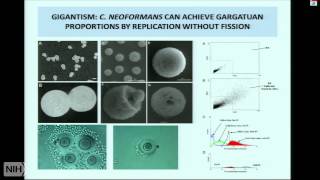 Insights into Microbial Pathogenesis and Immunology from Cryptococcus Neoformans [upl. by Ahsenac]