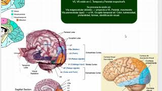 Anatomía funcional y síndromes corticales [upl. by Montana]