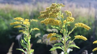 CANADA GOLDENROD Solidago canadensis [upl. by Charissa]