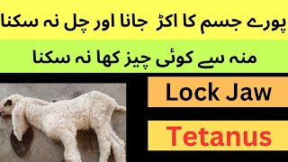 Tetanus causesymptomstreatment and control in sheepgoatcattlebuffalohorse  Dr Muhammad Saif [upl. by Sixela803]