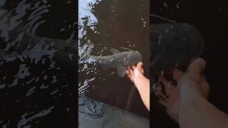 Sumec junior na vábničku 🤩🎣 fishing catfish ryba nature river shorts [upl. by Leigh976]