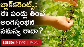 Blackcurrant Benefits  ఈ పండ్లలో ఏముంటుంది ఇవి తింటే ఎలాంటి ఆరోగ్య ప్రయోజనాలు ఉంటాయి  BBC Telugu [upl. by Heimlich]