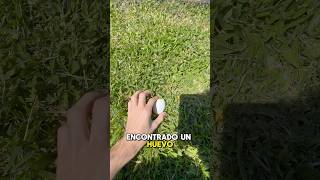 ENCONTRÉ UN HUEVO EN MI JARDÍN [upl. by Armahs]