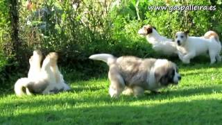 Cachorros de mastín del pirineo de Gaspalleira jugando al rugby [upl. by Rankin167]