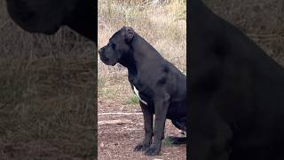 CANE CORSO Best GUARD Dog dog canecorso italianmastiff shorts [upl. by Perloff851]