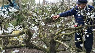 How to grow greengage tree  the open centre tree for plums and greengages [upl. by Yentrac584]