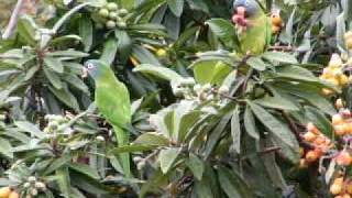 Wild BlueCrown Conures Eating Loquats [upl. by Hegarty]