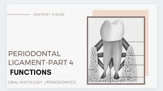 PERIODONTAL LIGAMENT PART 4 [upl. by Alle128]