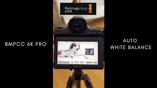 Auto White Balance on BMPCC 6K Pro Quick set up [upl. by Hartmunn]