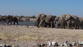 Huge Elephant Gathering  Etosha National Park [upl. by Tiffi]