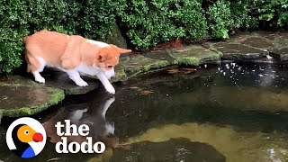 Corgi Is So Obsessed With Koi Pond That He Falls In  The Dodo [upl. by Inar158]