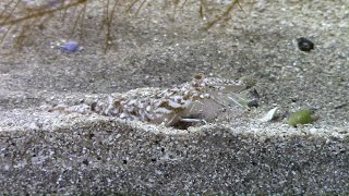 SHORT  Sand shrimp feeding [upl. by Pedrick]