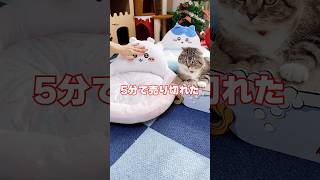 ちいかわの猫ベッドを大興奮で買った飼い主の末路がコチラ😢 猫 [upl. by Sabra]