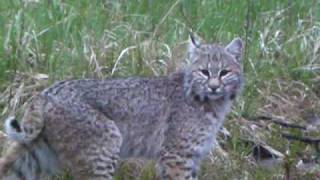 Bobcat attacks turkey decoy [upl. by Bigelow]