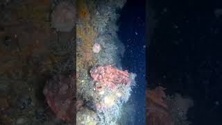 HIGHLY VENOMOUS SCORPION FISH travel fishing scubadiving fyp [upl. by Euqilegna]