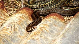 Adders plus other wildlife [upl. by Nicolais]