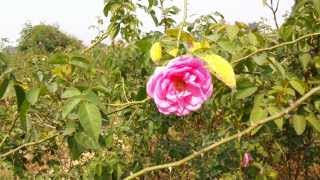 Damask rose India Rosa damascena [upl. by Joed]