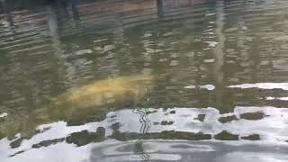 Manatee Tours Miami  swimming sea cows [upl. by Apps]