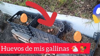 Nidos por todo el terreno ya comenzaron a poner huevo mis gallinas 😱 todos libres pastoreando [upl. by Mitzie818]