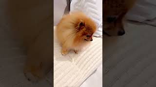 Lulu da Pomerânia latindo  Filhote de Cachorro [upl. by Oiramaj]