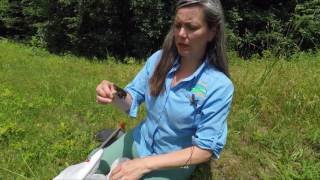 Spicebush Swallowtail Butterfly [upl. by Nwad]