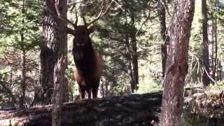 Bull elk at 3 yards Close encounter [upl. by Ardell832]