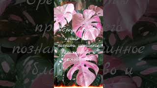 🍀Цветы цитата 🌿рекомендации plants flowers garden [upl. by Sajovich]