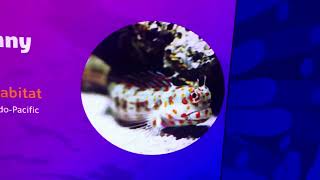 Some interesting facts about Red spotted blenny fish at London Aquarium [upl. by Rhianon474]