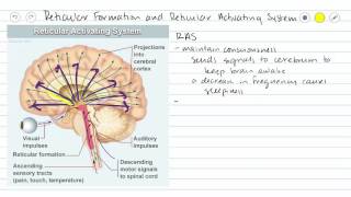 Mesencephalon [upl. by Kellene792]