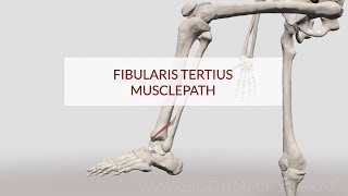 Fibularis Tertius Musclepath 3D Animation [upl. by Atahs]