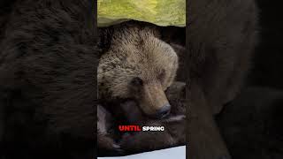 Why Bears Hibernate  Secrets of Winter Survival kids kidseducation kidslearning babablast [upl. by Attegroeg606]