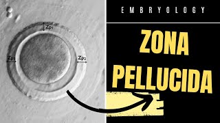 Zona Pellucida  IN THREE MINUTES [upl. by Bhatt]