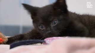 Kitten with wobbly cat syndrome saved from being euthanized [upl. by Manoop105]