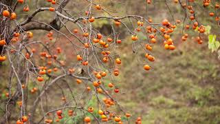 Persimmon Fruit Trees Bundle Diospyros Virginiana 12 to 18 inches tall Bare Root [upl. by Adnalro827]