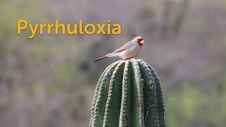 Pyrrhuloxia Desert Cardinal [upl. by Letnuahc126]