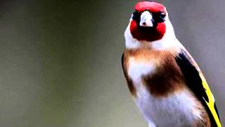 My Goldfinch sings a tutor song تغريد حسون جميل [upl. by Cirdec]