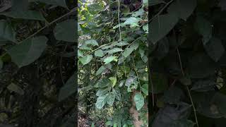 Leaves of Ficus tinctoria [upl. by Etirugram]