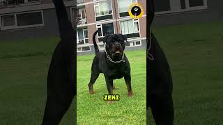 Rottweiler vs Cane Corso Hangisi daha güçlü [upl. by Nolham]