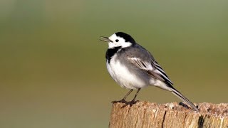 White Wagtail Singing and Calling [upl. by Grefer957]