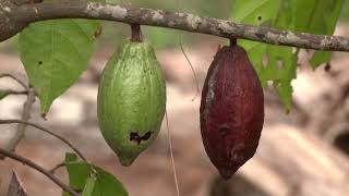 Africa in Business cocoa clean energy and capital  REUTERS [upl. by Anwahsal]