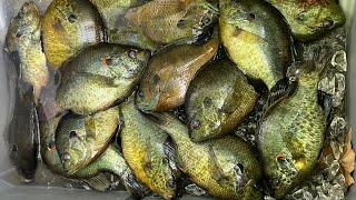 2 HOURS of BIG BLUEGILL and REDEAR SHELLCRACKER Catch amp Cooks  AMAZING PANFISHING [upl. by Ecnarrot]