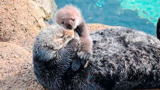 Sea Otter Motherly Love Grooming and Caring for Baby Otter [upl. by Enillebyam]