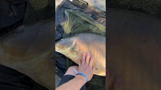 Wie nennt man diese Krankheit bei Fischen karpfenangeln fishing carpfishing angeln [upl. by Vanny]