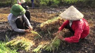 Grass strips against soil erosion [upl. by Kramal374]