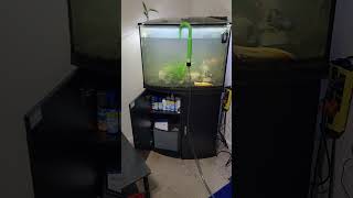 36 Gallon Bow Front Aquarium Water changes [upl. by Daniella]