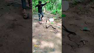 Reed snake 🐍religion ytshorts ytshortsindia vlog viralvido status shortsvideo snake [upl. by Regen]