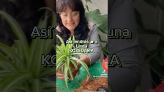 Video completo en mi canal kokedamasbolademusgoamantedelasplantas [upl. by Conan206]