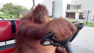 Orangutan driving to Dreams [upl. by Moulton]